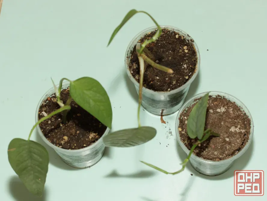 Черенки монстеры дубии (Monstera dubia) и Сильвер Лиф (Monstera Silver Leaf) Донецк - изображение 5