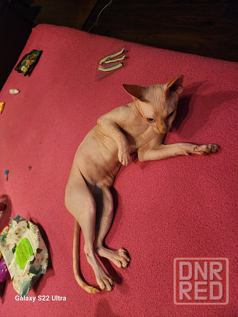 Кот породы сфинкс продам Донецк - изображение 1