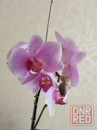 Орхидея фаленопсис Донецк - изображение 2