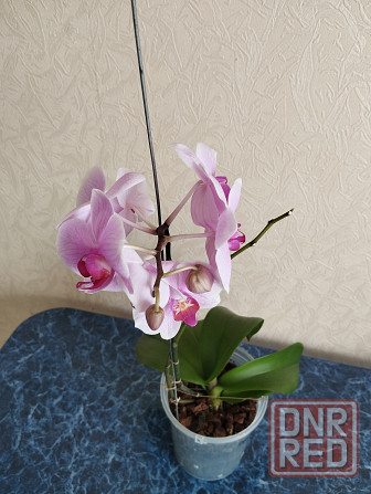 Орхидея фаленопсис Донецк - изображение 3