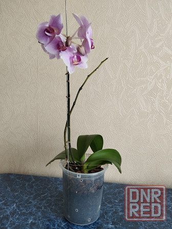 Орхидея фаленопсис Донецк - изображение 1