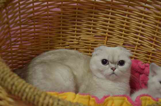 шотландский котик с голубыми глазами Луганск