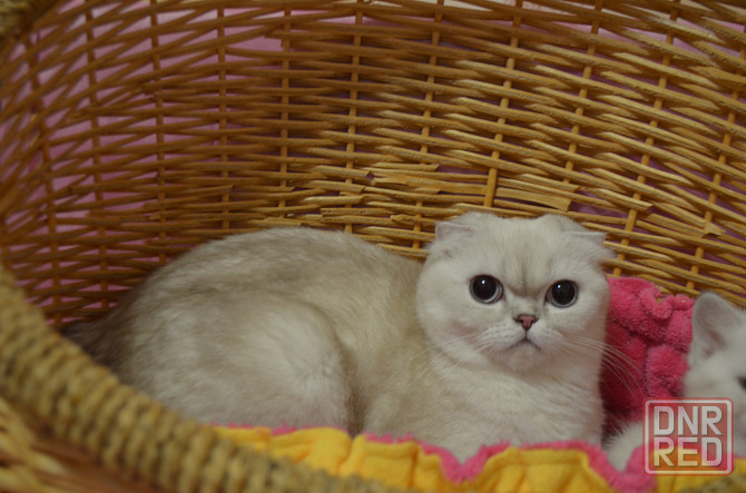 шотландский котик с голубыми глазами Луганск - изображение 3