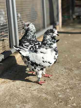 Продам голубей Мариуполь