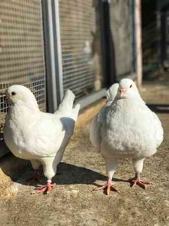 Продам голубей Мариуполь