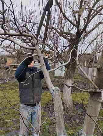 Обрезка деревьев, винограда для улучшения плодоношения Донецк
