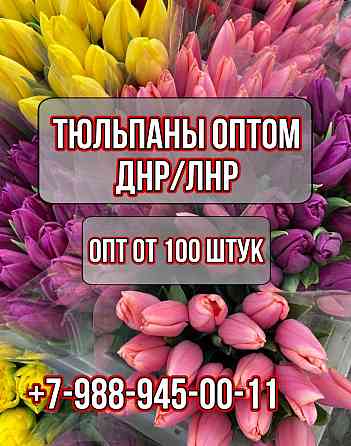 Тюльпан к 8 марта Донецк ДНР купить Луганск ЛНР Донецк