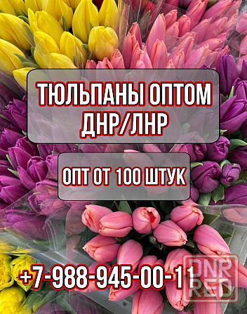 Тюльпан к 8 марта Донецк ДНР купить Луганск ЛНР Донецк - изображение 1