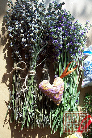 Лаванда, продам цветы лаванды, пахучий горный цветок Донецк - изображение 3