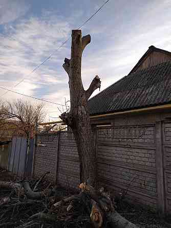 Ствол дерева ореха Донецк