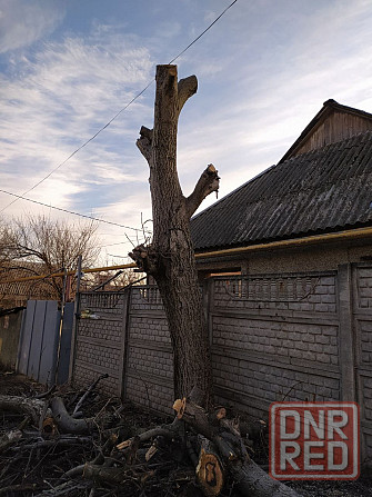 Ствол дерева ореха Донецк - изображение 2