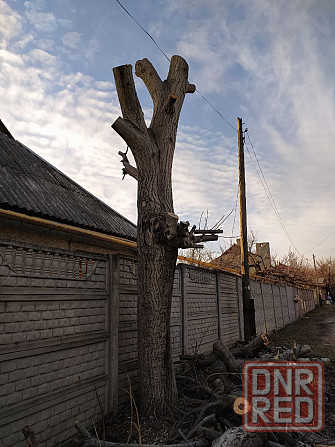 Ствол дерева ореха Донецк - изображение 1