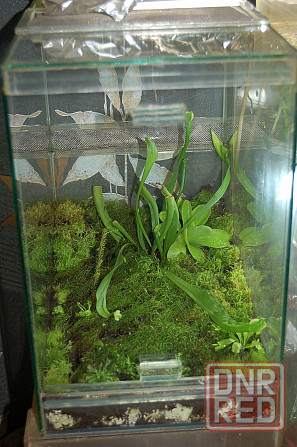 Флорариум для хищников + растения под ключ. Донецк - изображение 2