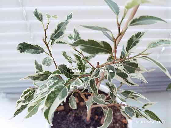 Ficus microcarpa Dwarf albomarginata Макеевка