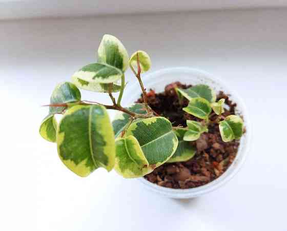 Фикус Ficus benjamina 'Iren' Макеевка