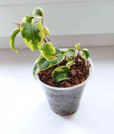 Фикус Ficus benjamina 'Iren' Макеевка