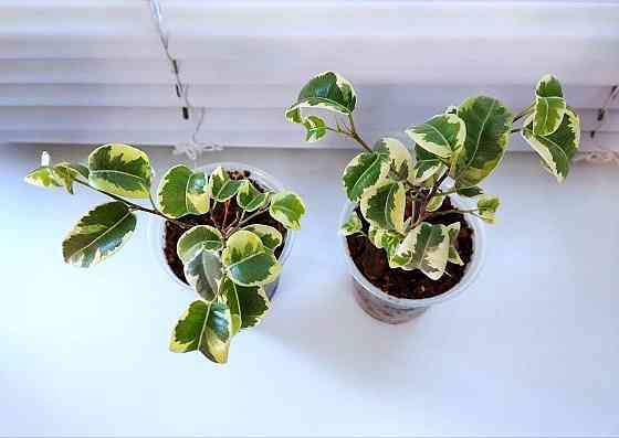 Фикус Ficus benjamina 'Iren' Макеевка