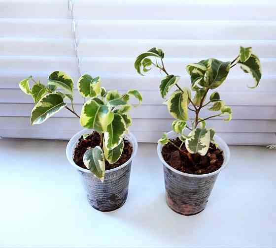 Фикус Ficus benjamina 'Iren' Макеевка