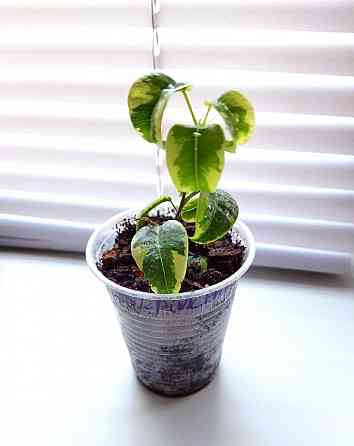 Фикус Ficus benjamina 'Iren' Макеевка