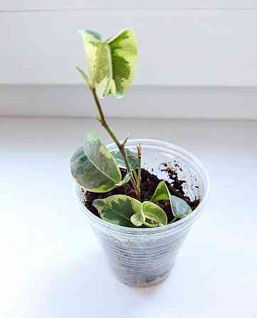 Фикус Ficus benjamina 'Iren' Макеевка