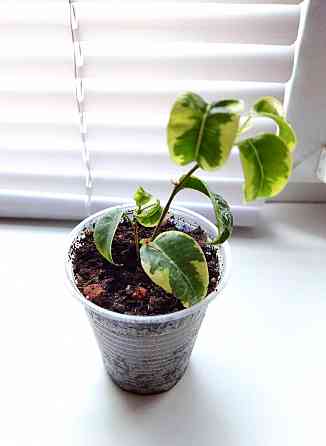 Фикус Ficus benjamina 'Iren' Макеевка