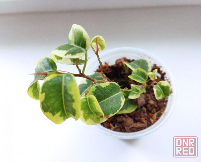 Фикус Ficus benjamina 'Iren' Макеевка - изображение 1