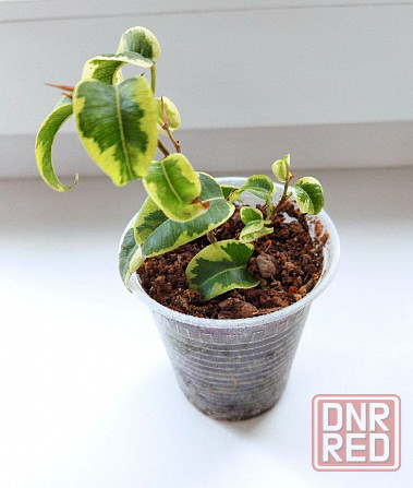Фикус Ficus benjamina 'Iren' Макеевка - изображение 2