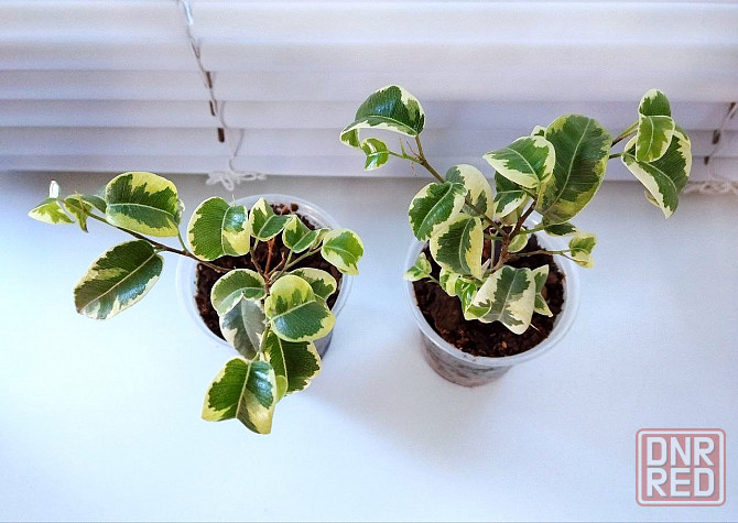 Фикус Ficus benjamina 'Iren' Макеевка - изображение 1