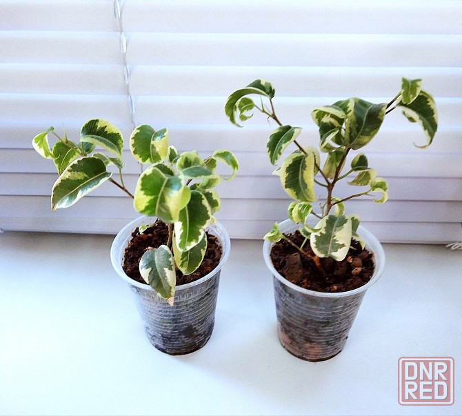 Фикус Ficus benjamina 'Iren' Макеевка - изображение 2