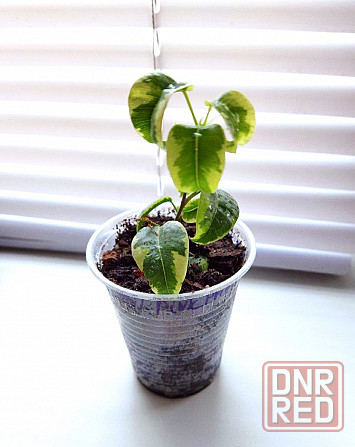Фикус Ficus benjamina 'Iren' Макеевка - изображение 2