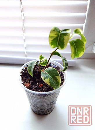 Фикус Ficus benjamina 'Iren' Макеевка - изображение 3