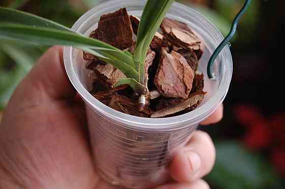Японская орхидея фукиран -неофинетия фальката Донецк