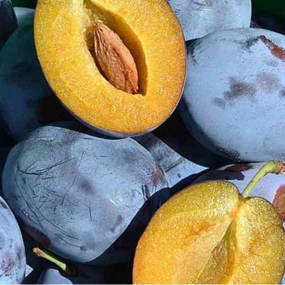 Саженцы плодовых Мариуполь