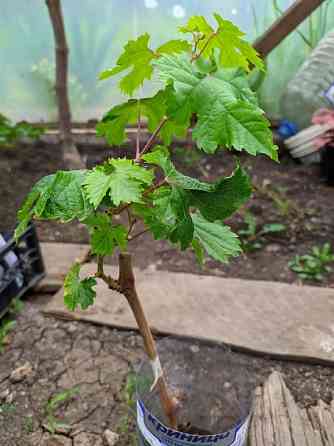 Саженцы винограда в контейнерах вегетирующие Донецк