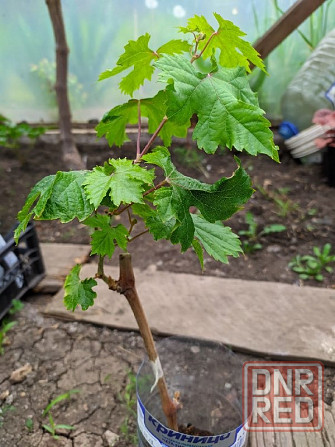 Саженцы винограда в контейнерах вегетирующие Донецк - изображение 2