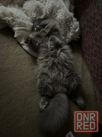 Котик ищет даму сердца 💕 Донецк - изображение 4