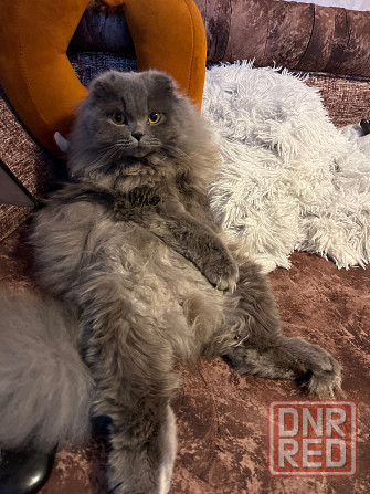 Котик ищет даму сердца 💕 Донецк - изображение 1