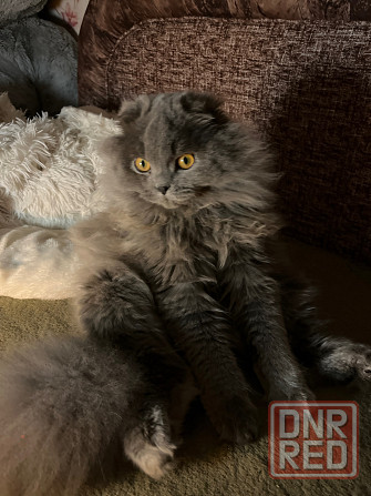 Котик ищет даму сердца 💕 Донецк - изображение 3