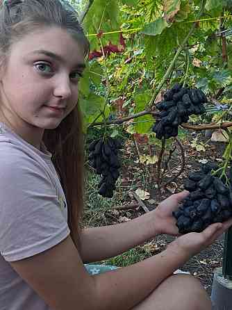 Продам саженцы винограда Донецк