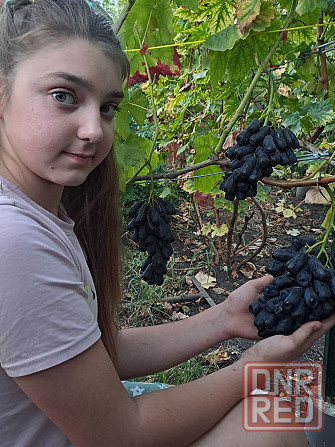 Продам саженцы винограда Донецк - изображение 2