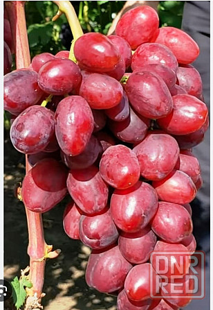 Продам саженцы винограда Донецк - изображение 3