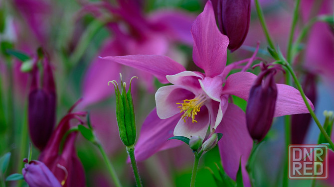 Продам хризантему, очиток ложный, веронику, аквилегию, пион белый, розовый, бордо. Макеевка - изображение 4