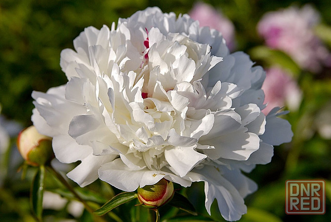 Продам хризантему, очиток ложный, веронику, аквилегию, пион белый, розовый, бордо. Макеевка - изображение 6