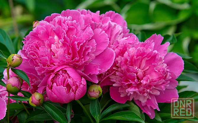 Продам хризантему, очиток ложный, веронику, аквилегию, пион белый, розовый, бордо. Макеевка - изображение 7