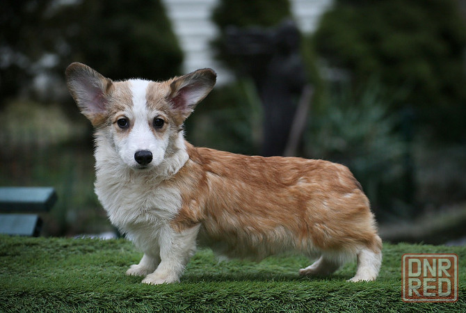 Продается щенок Вельш Корги Пемброк Мариуполь - изображение 1