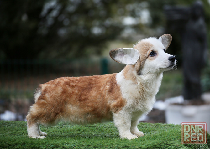 Продается щенок Вельш Корги Пемброк Мариуполь - изображение 2