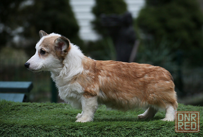 Продается щенок Вельш Корги Пемброк Мариуполь - изображение 3