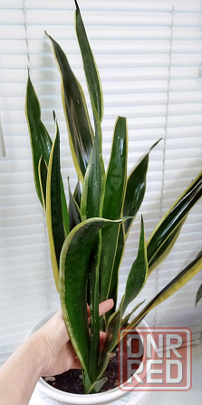 Сансевиерия Sansevieria 'Black Gold Extreme' Макеевка - изображение 1