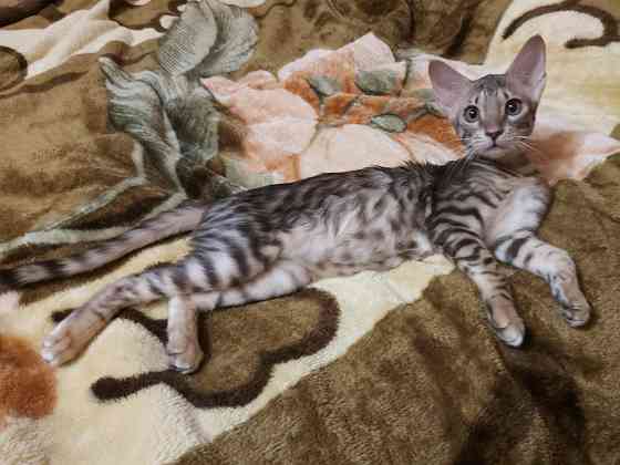 Кошечка, три месяца, ориентал с бенгалом Мариуполь