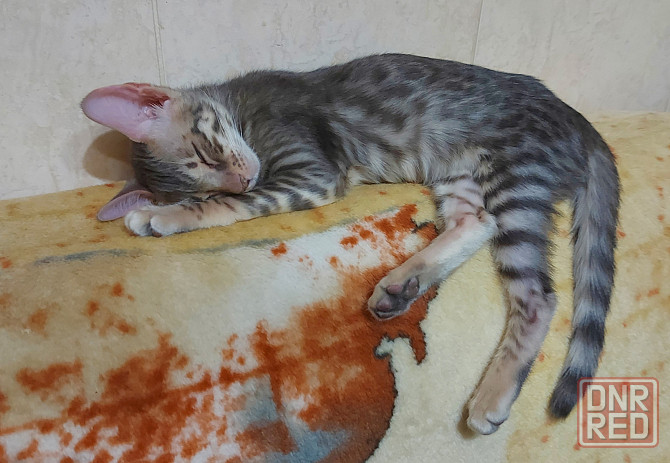 Кошечка, три месяца, ориентал с бенгалом Мариуполь - изображение 4